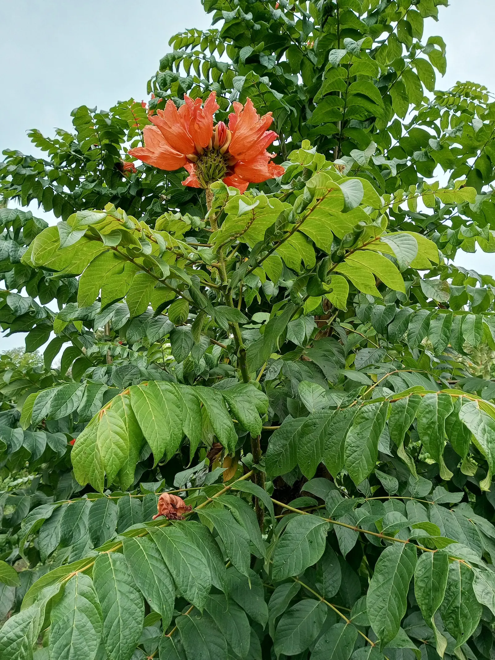 African Tulip Tree (Spathodea Campanulata) — Be aware of any local restrictions on planting this species; which are typically 4 to 5 inches in, image 98