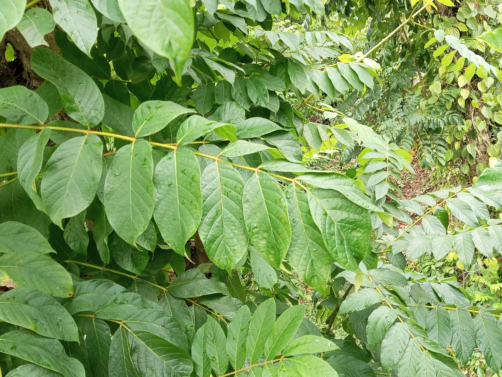 African Tulip Tree (Spathodea Campanulata) — evergreen tree reaching up to 80 feet tall with a spread of 50 feet; caution is advised as it can be, image 79