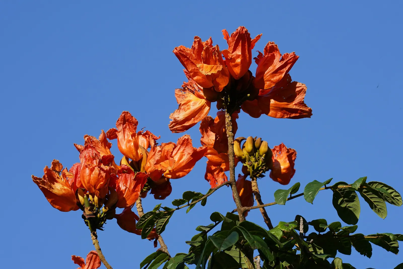 African Tulip Tree (Spathodea Campanulata) — Known for its fiery, tulip-shaped orange-red blooms, it flowers predominantly in warm months
