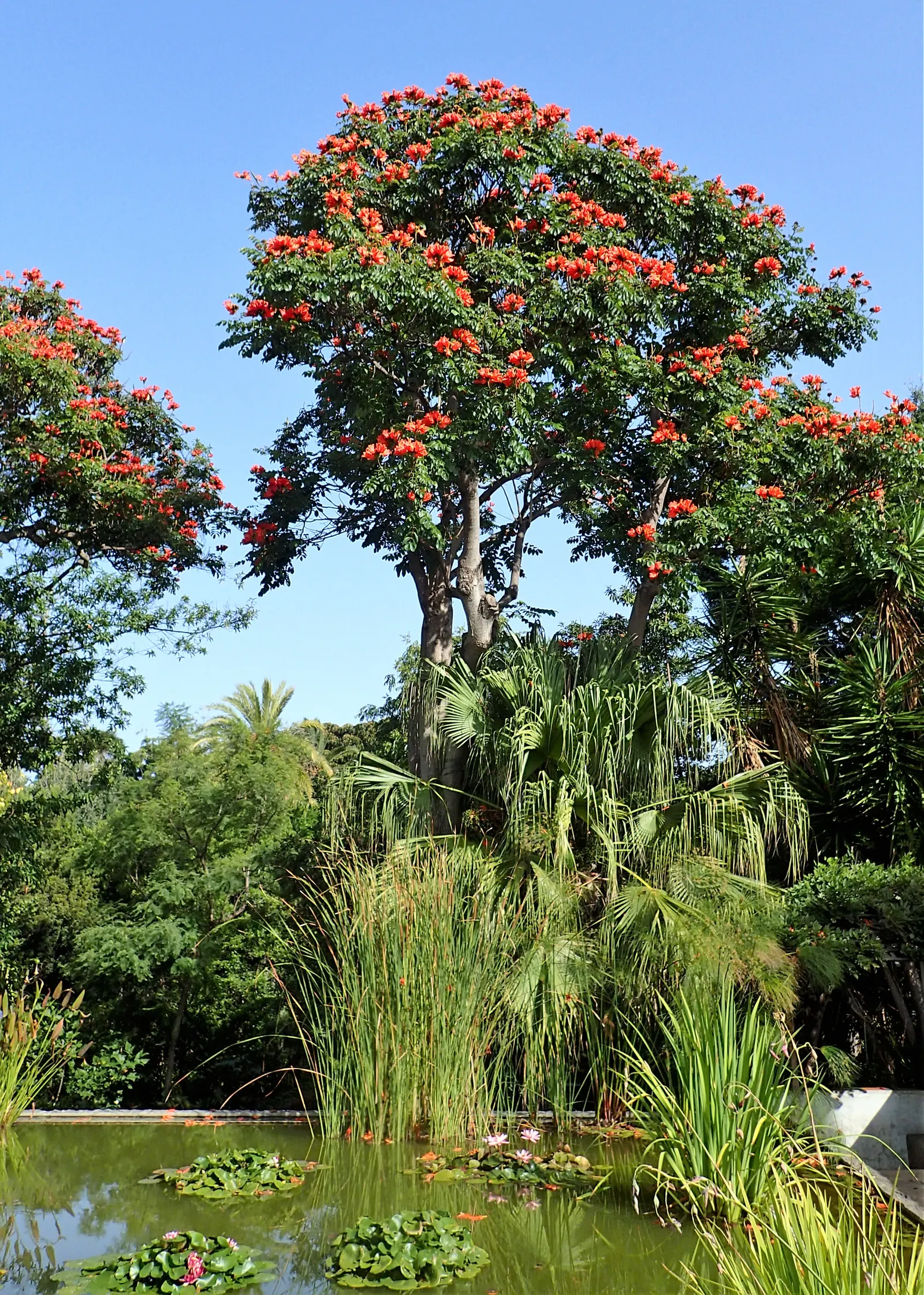African Tulip Tree (Spathodea Campanulata) — orange and red flowers in the garden; glossy pinnate leaves that span 12 to 20 inches, image 76
