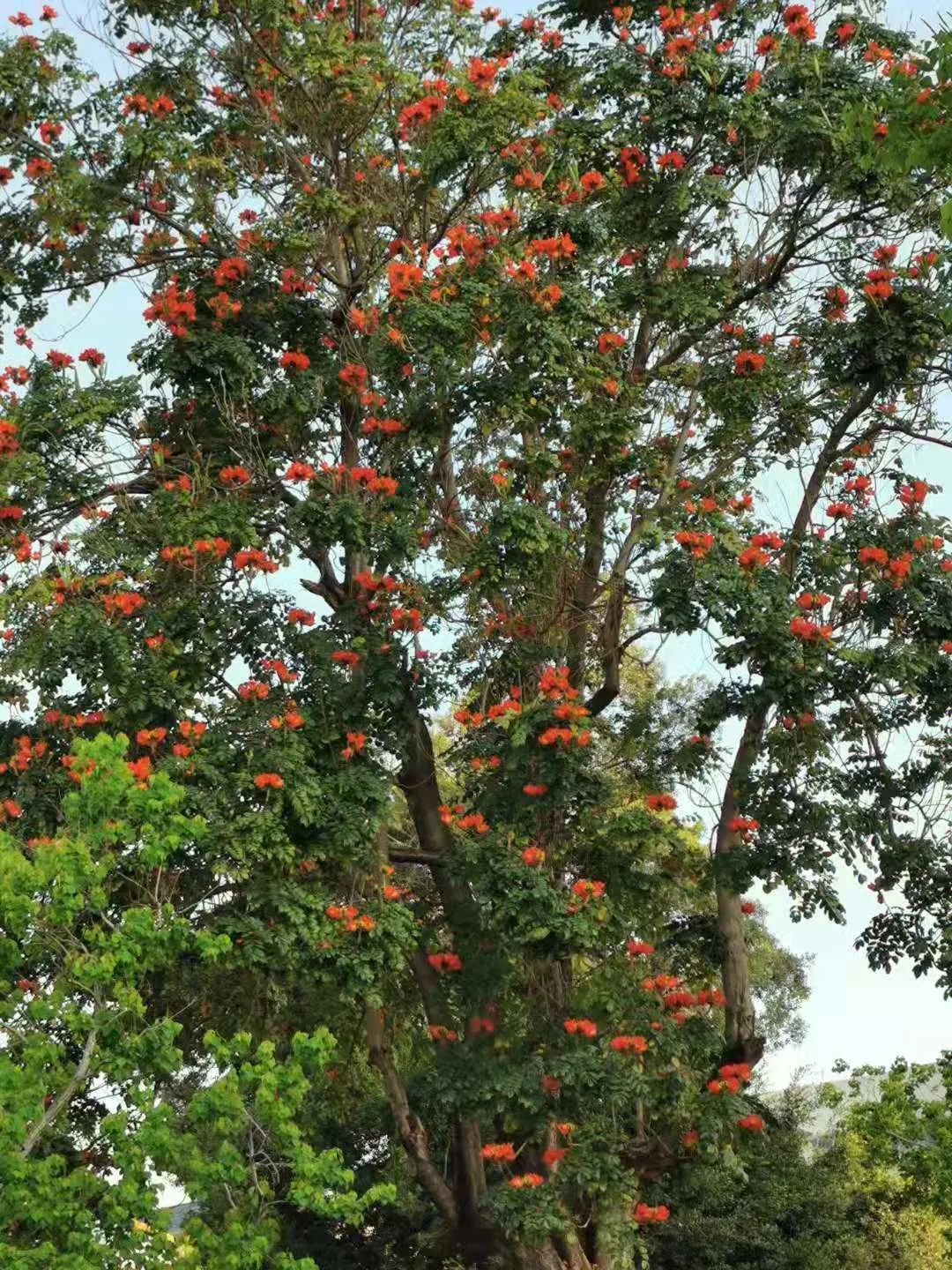 African Tulip Tree (Spathodea Campanulata) — the African Tulip Tree should be placed with care due to its vigorous root system