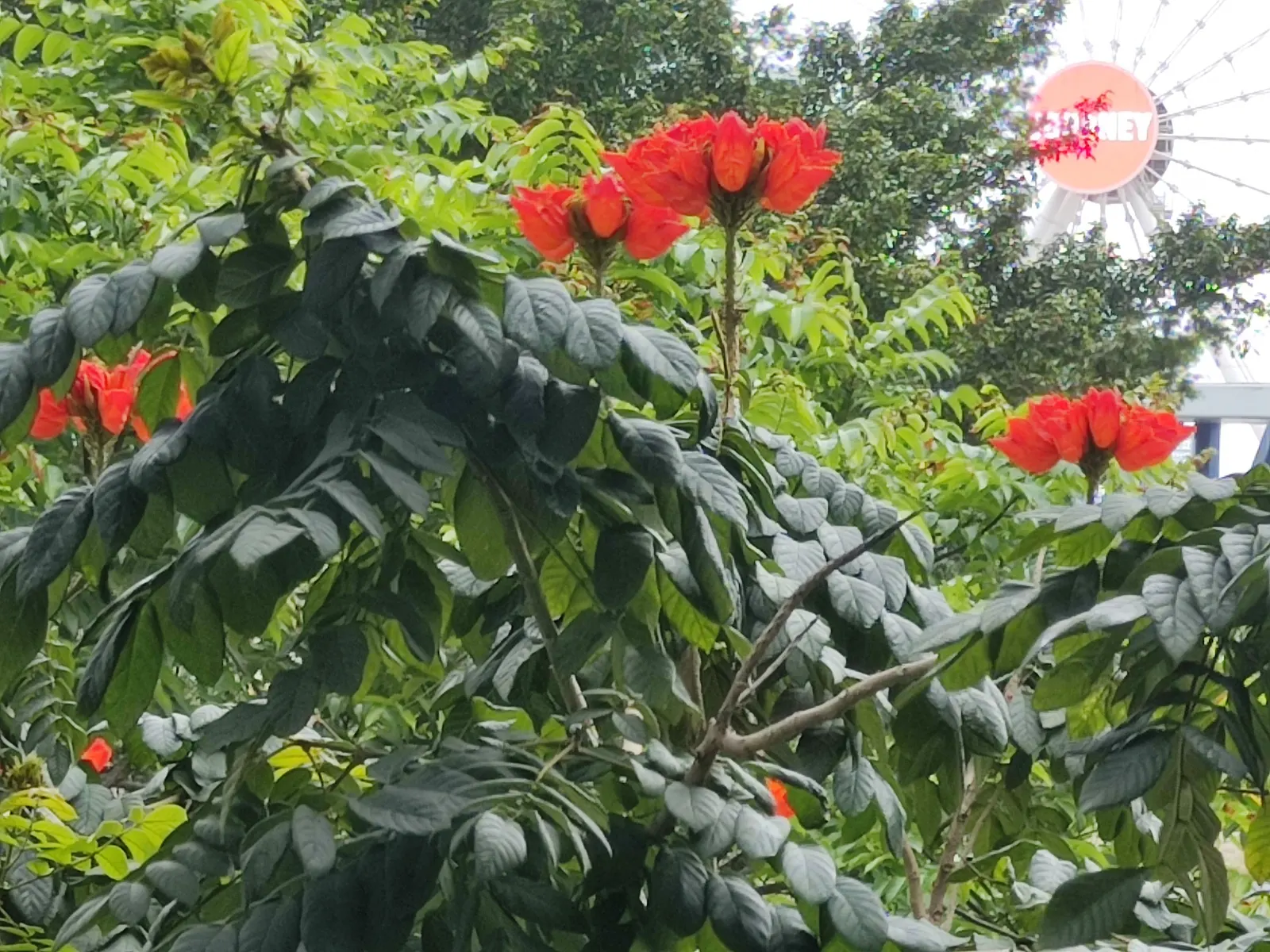 African Tulip Tree (Spathodea Campanulata) — tree for full or half; but its majestic stature necessitates ample space to truly flourish