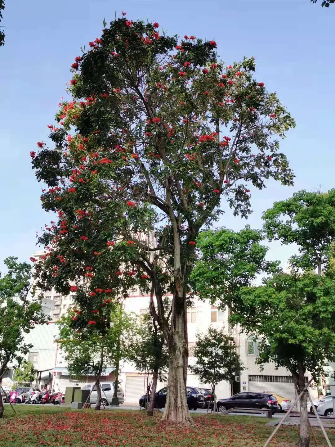 African Tulip Tree (Spathodea Campanulata) — which has the potential to disrupt pavements and structures; its rapid growth rate and broad, image 65