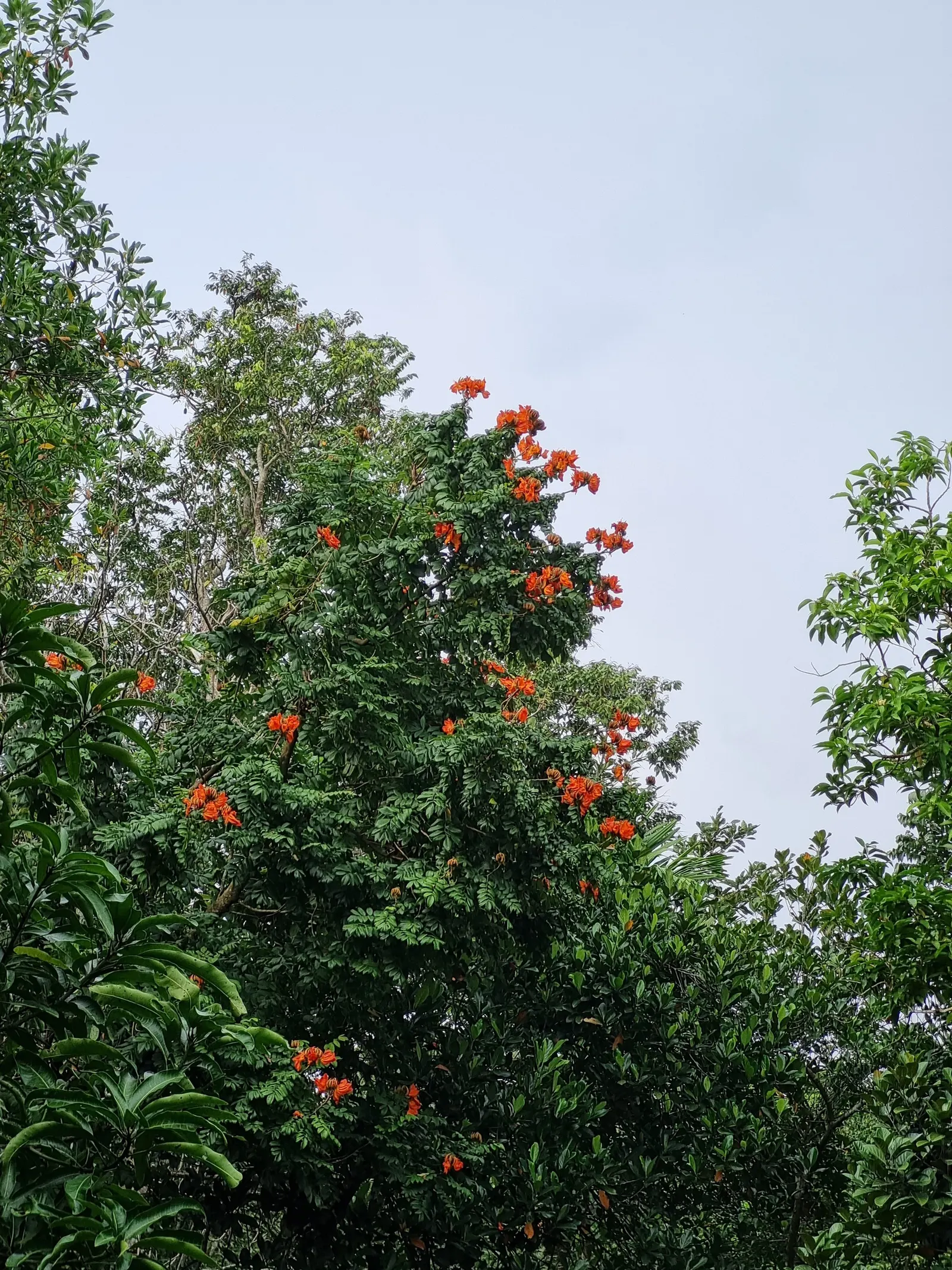 African Tulip Tree (Spathodea Campanulata) — Suitable for USDA zones 10 to 11; it exhibits moderate drought tolerance.<br><br>When introducing the, image 66