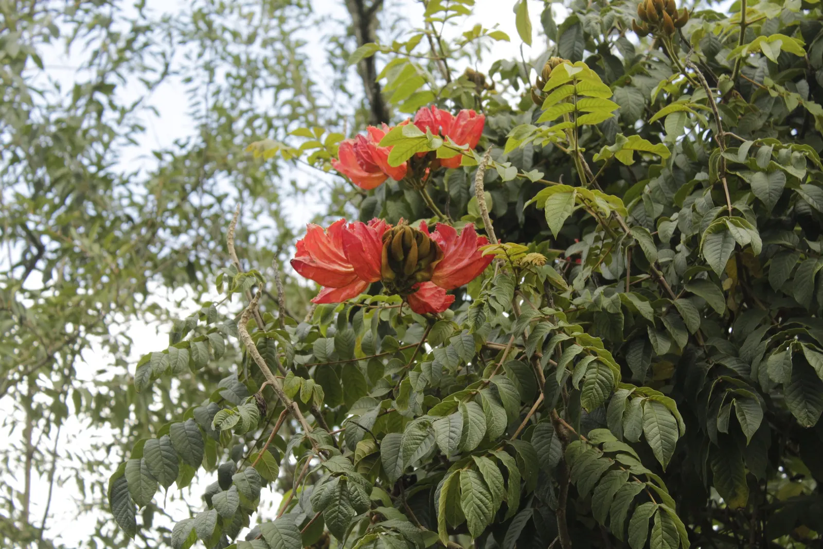 African Tulip Tree (Spathodea Campanulata) — this tree thrives in full sunlight and requires well-draining soil to prevent root rot; orange and red, image 67