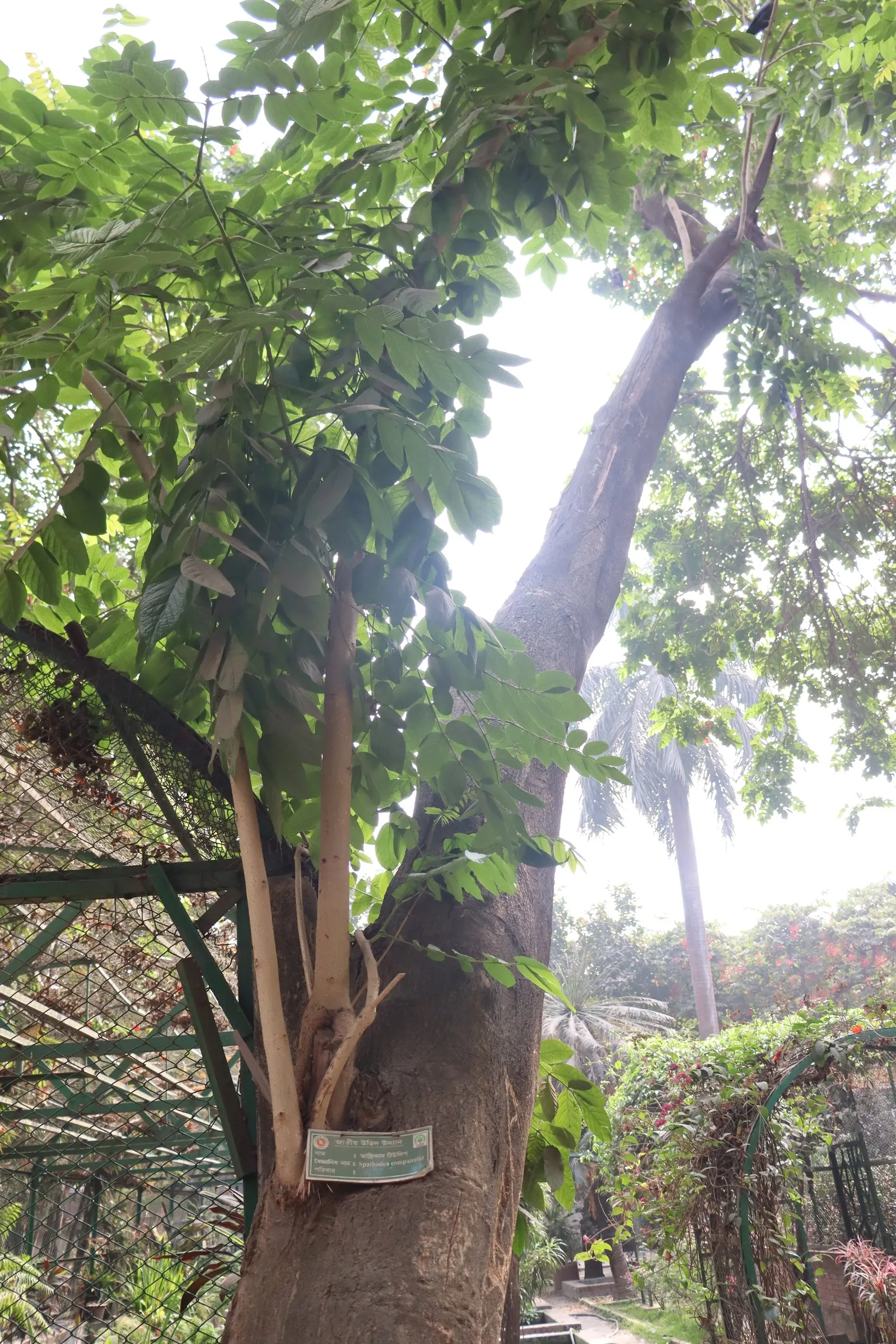 African Tulip Tree (Spathodea Campanulata) — evergreen tree reaching up to 80 feet tall with a spread of 50 feet; caution is advised as it can be, image 105
