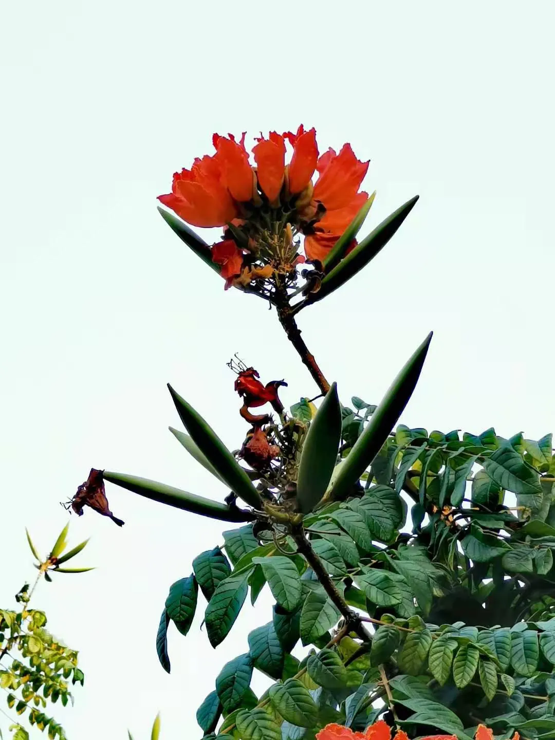 African Tulip Tree (Spathodea Campanulata) — but its majestic stature necessitates ample space to truly flourish