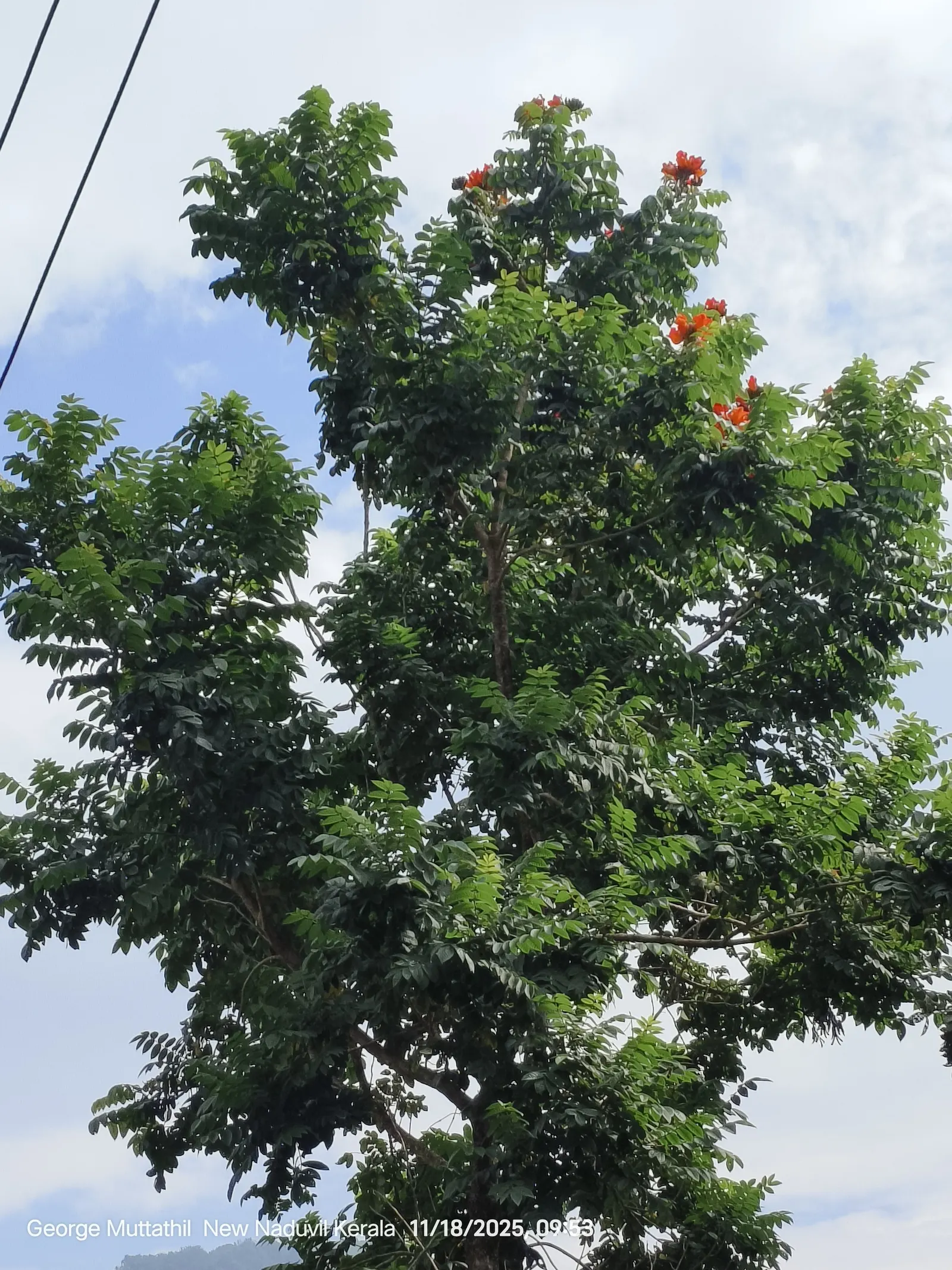 African Tulip Tree (Spathodea Campanulata) — glossy pinnate leaves that span 12 to 20 inches