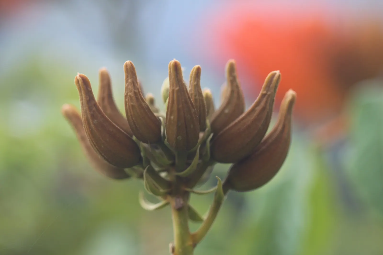 African Tulip Tree (Spathodea Campanulata) — emphasize its use as a focal point or shade tree in spacious gardens; note that while it offers ornamental value