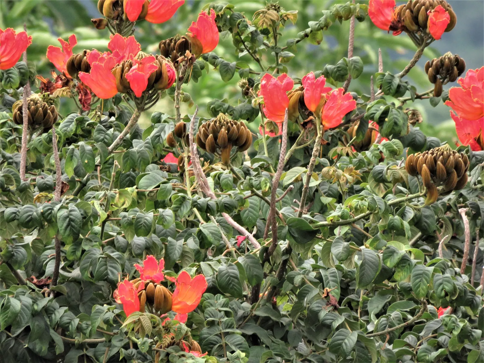 African Tulip Tree (Spathodea Campanulata) — it is a dramatic addition to any landscape; with its fiery blooms and lush canopy, image 100
