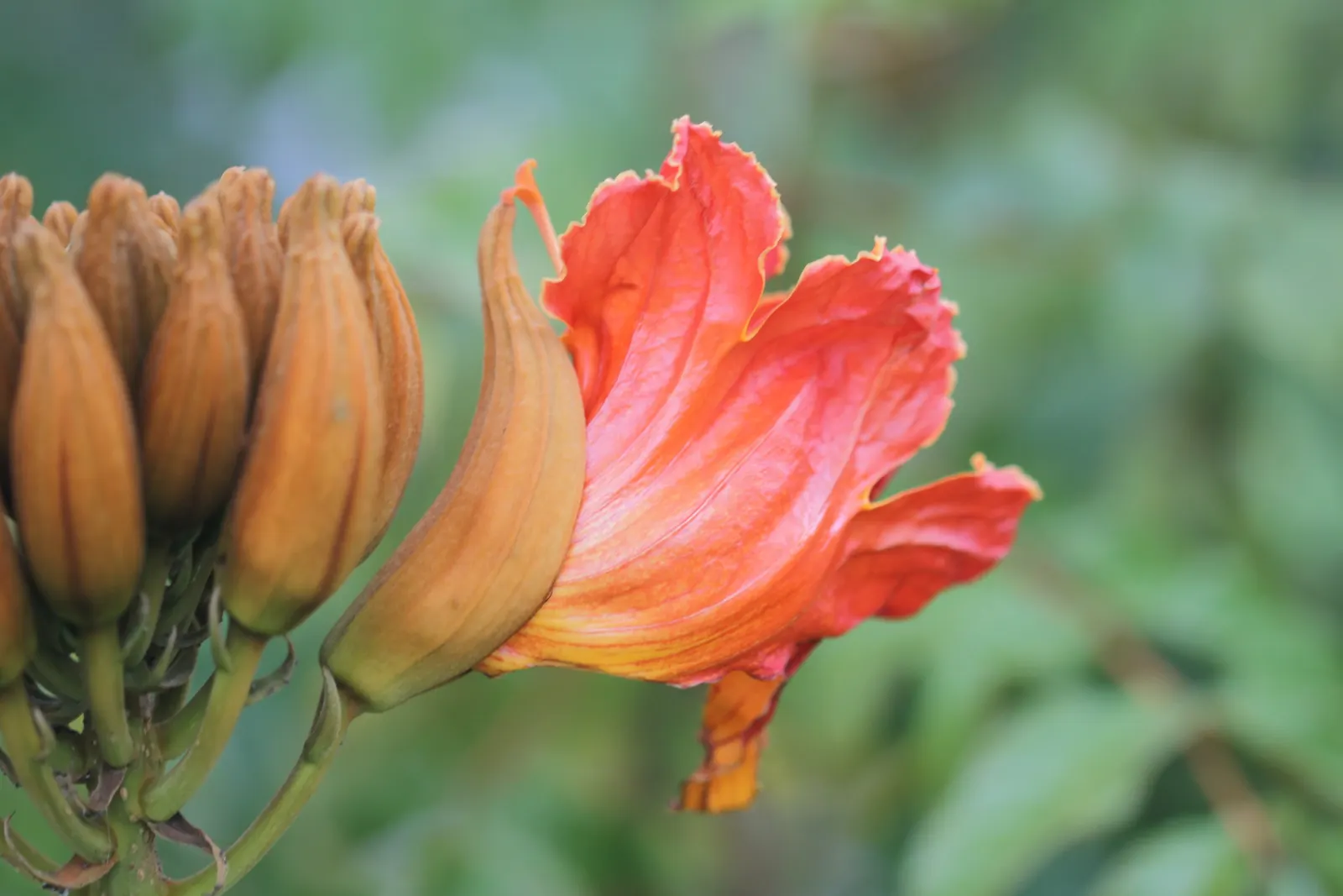 African Tulip Tree (Spathodea Campanulata) — evergreen tree reaching up to 80 feet tall with a spread of 50 feet; caution is advised as it can be, image 53
