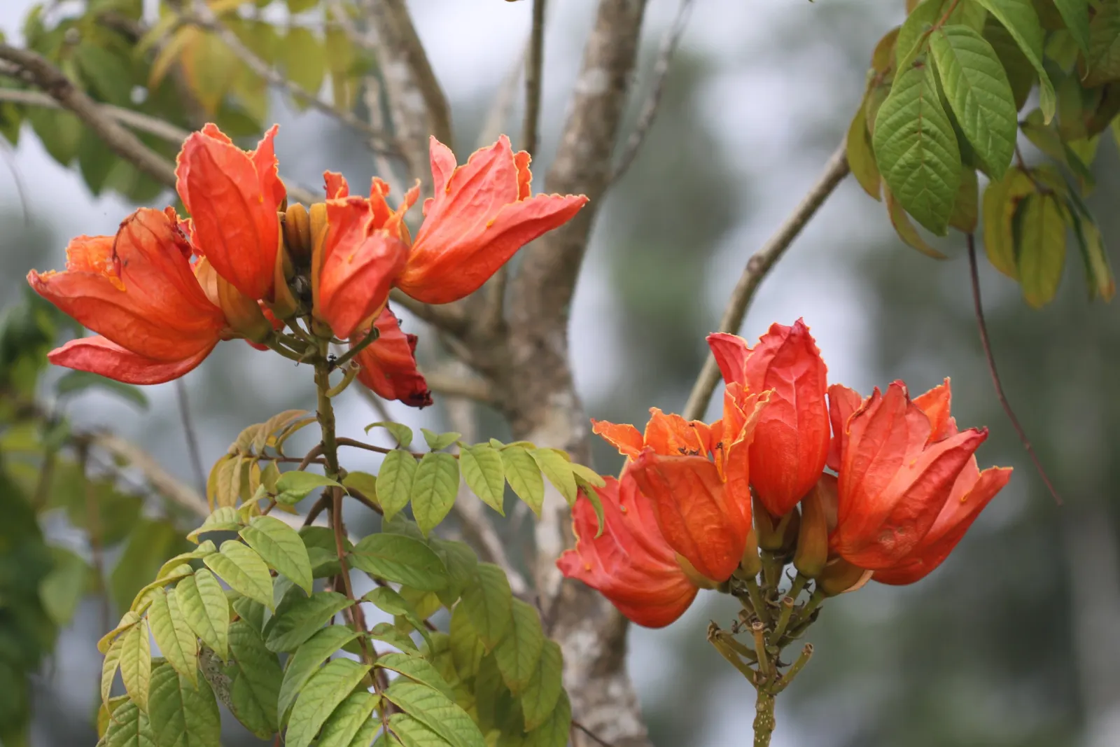 African Tulip Tree (Spathodea Campanulata) — this tree thrives in full sunlight and requires well-draining soil to prevent root rot; orange and red, image 93