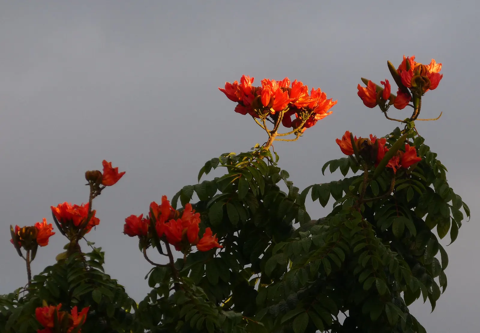 African Tulip Tree (Spathodea Campanulata) — which has the potential to disrupt pavements and structures; its rapid growth rate and broad, image 117