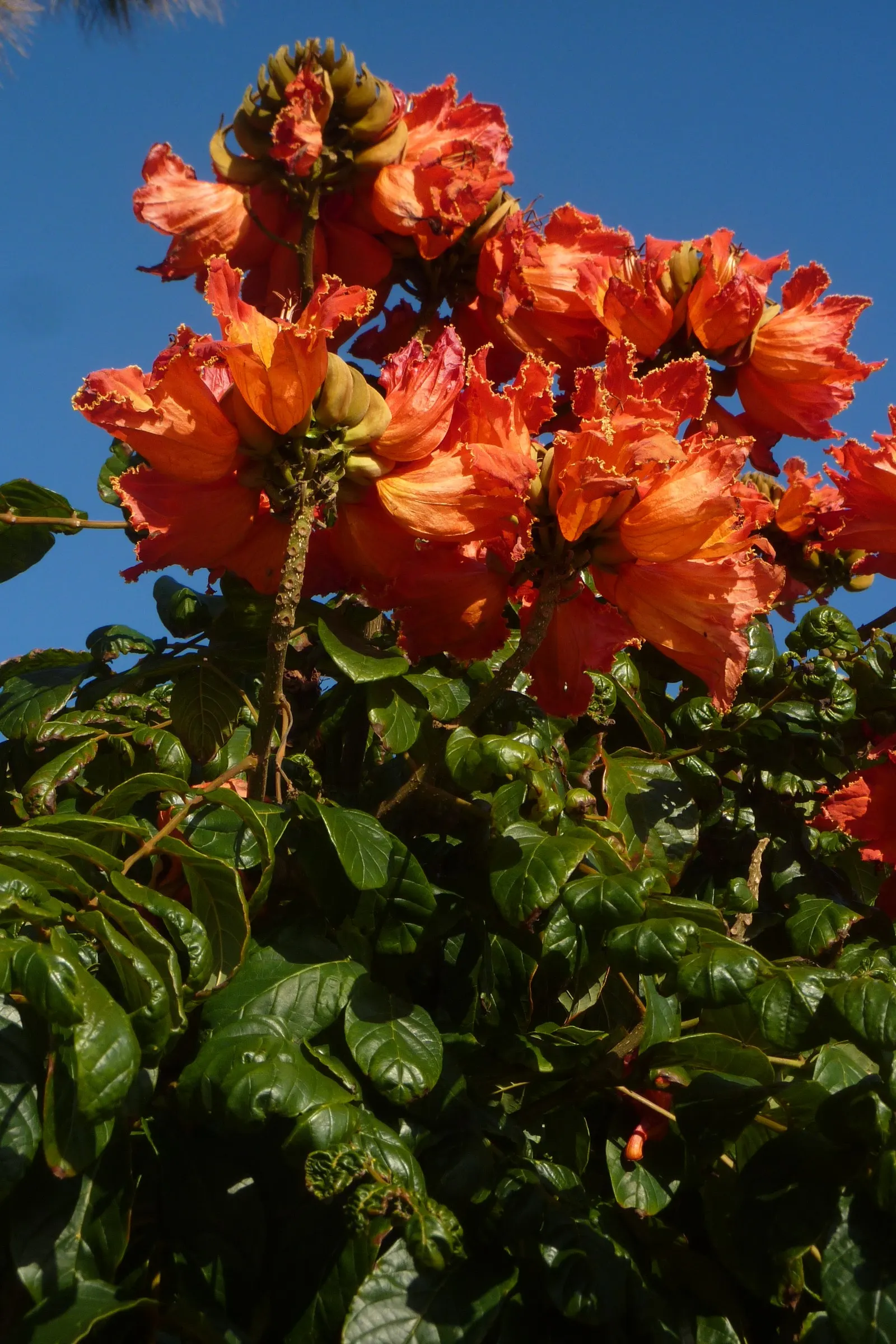 African Tulip Tree (Spathodea Campanulata) — tropical beauty renowned for its vibrant orange-red blossoms that resemble tulips; which has the, image 84