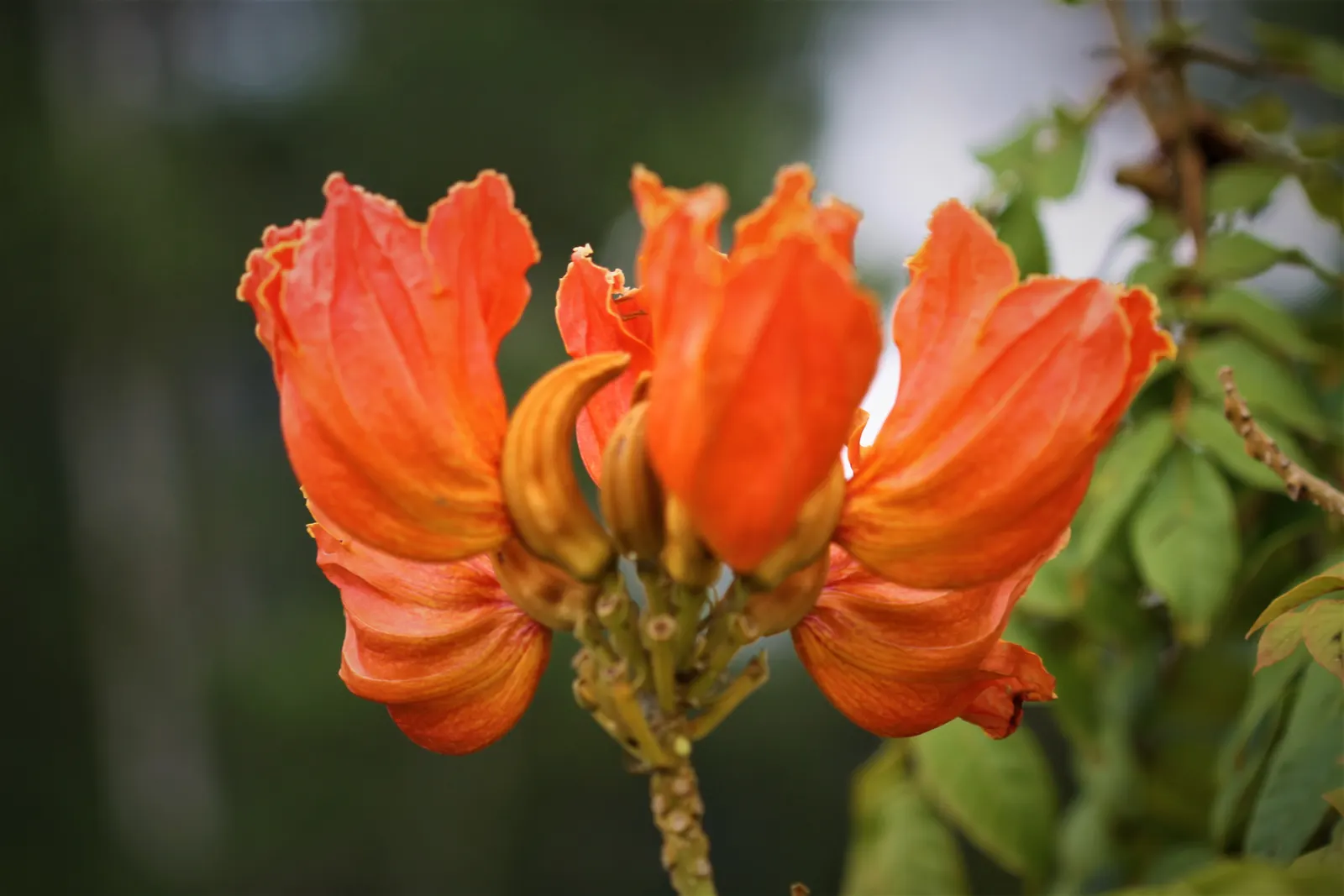 African Tulip Tree (Spathodea Campanulata) — Its rapid growth rate and broad; this tree thrives in full sunlight and requires well-draining soil to prevent