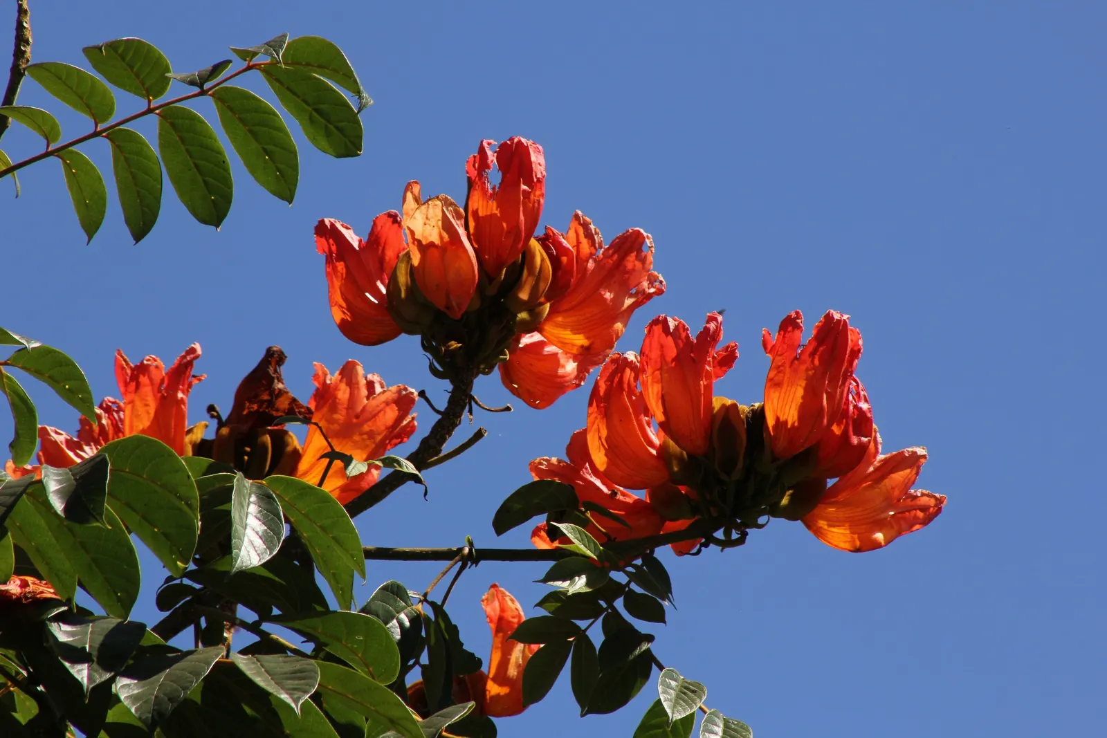 African Tulip Tree (Spathodea Campanulata) — orange and red flowers in the garden
