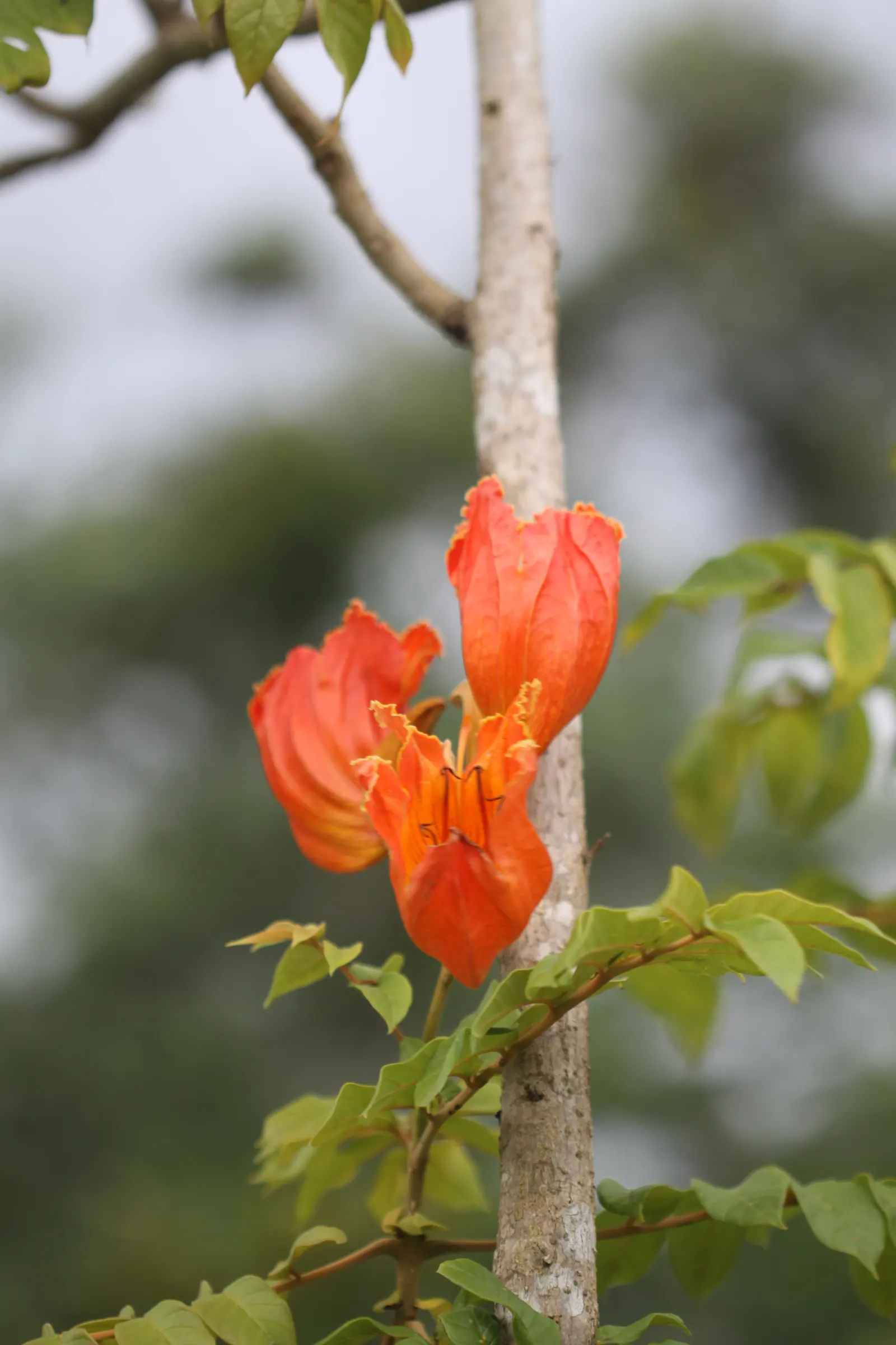 African Tulip Tree (Spathodea Campanulata) — rounded canopy make it an eye-catching specimen in any landscape.<br><br>In designing landscapes; it, image 89
