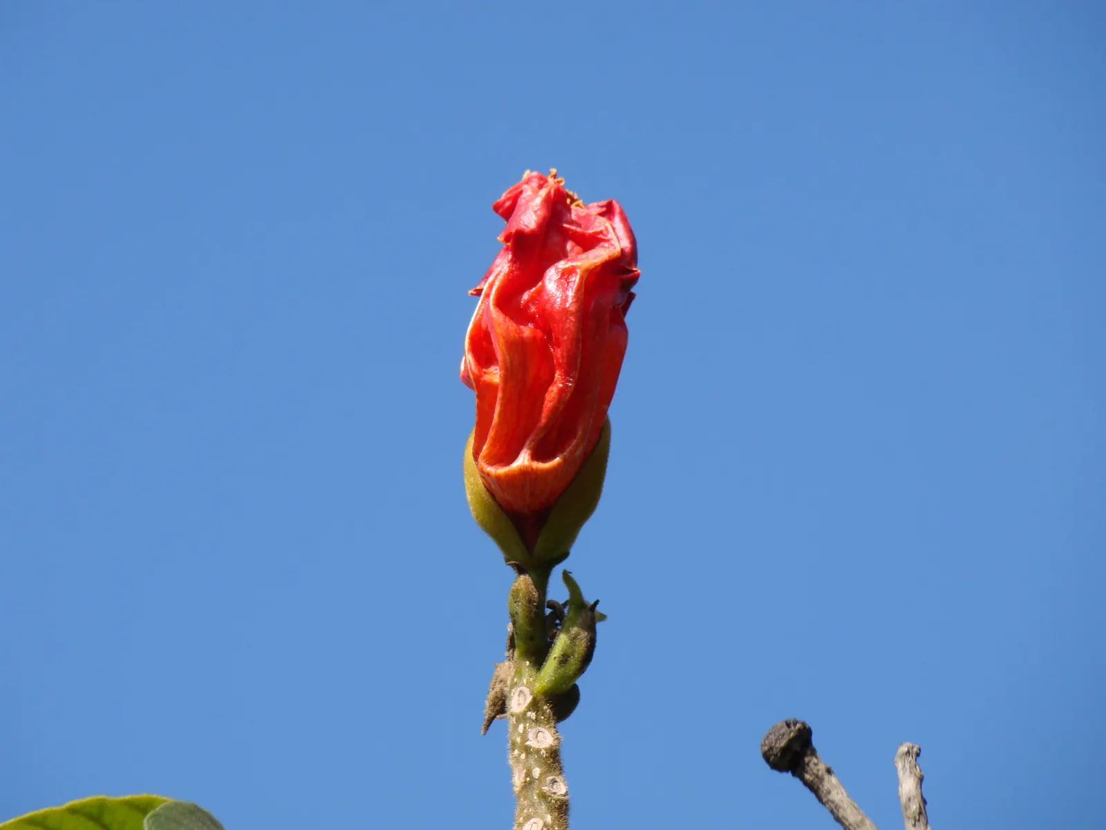 African Tulip Tree (Spathodea Campanulata) — An excellent specimen tree, it prefers full sun and well-draining soil; emphasize its use as a focal point or