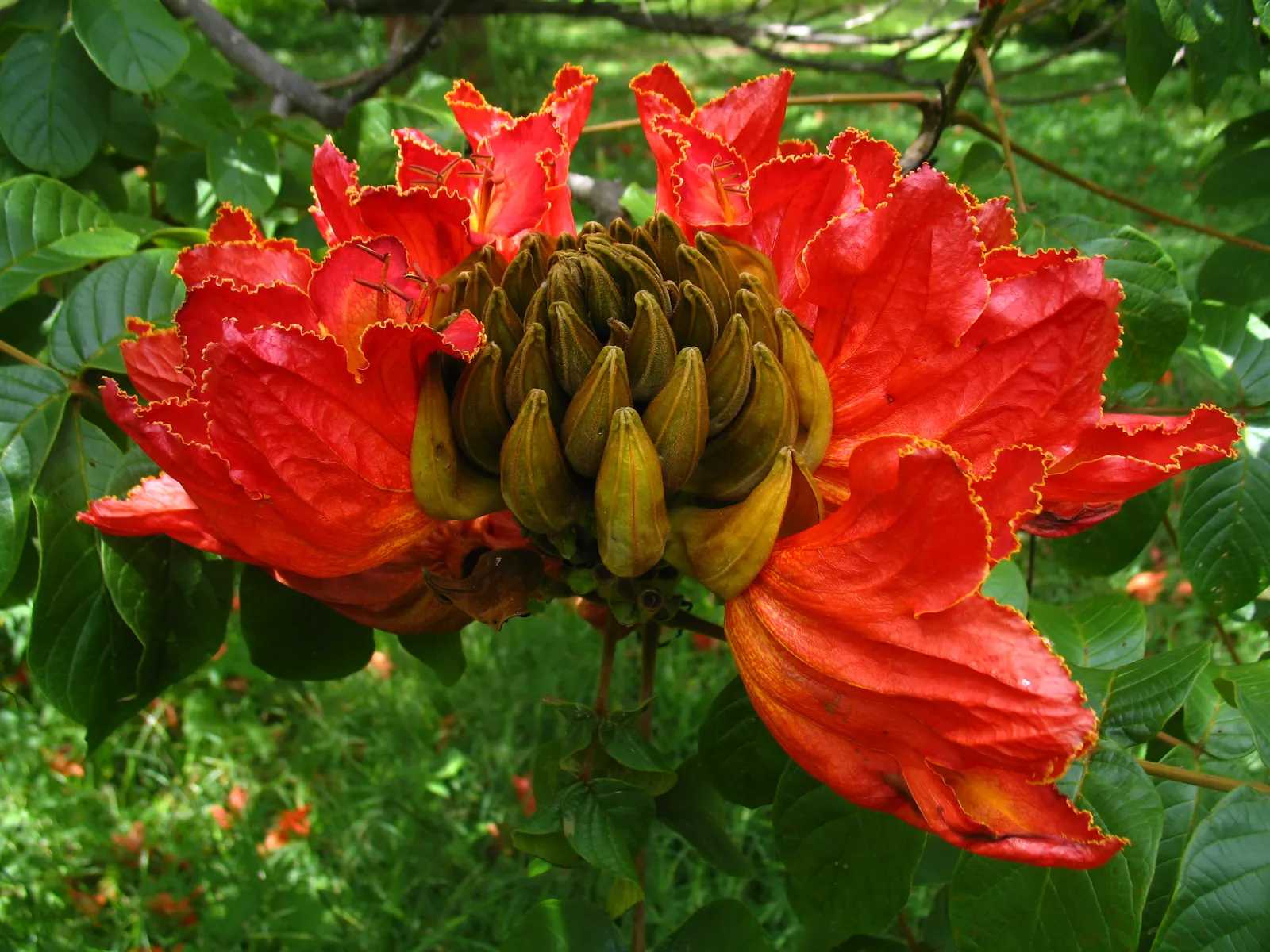 African Tulip Tree (Spathodea Campanulata) — Note that while it offers ornamental value, its invasive nature in some regions requires careful, image 71