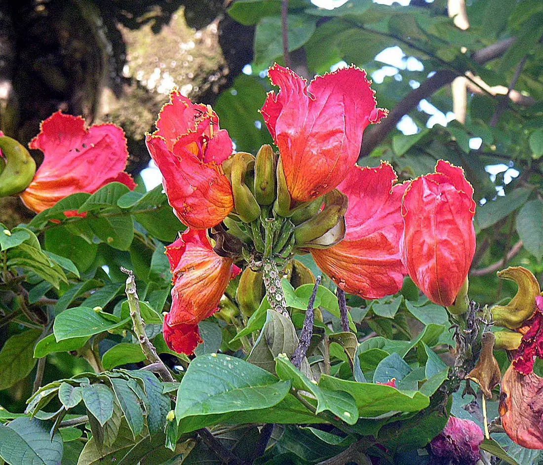 African Tulip Tree (Spathodea Campanulata) — evergreen tree reaching up to 80 feet tall with a spread of 50 feet