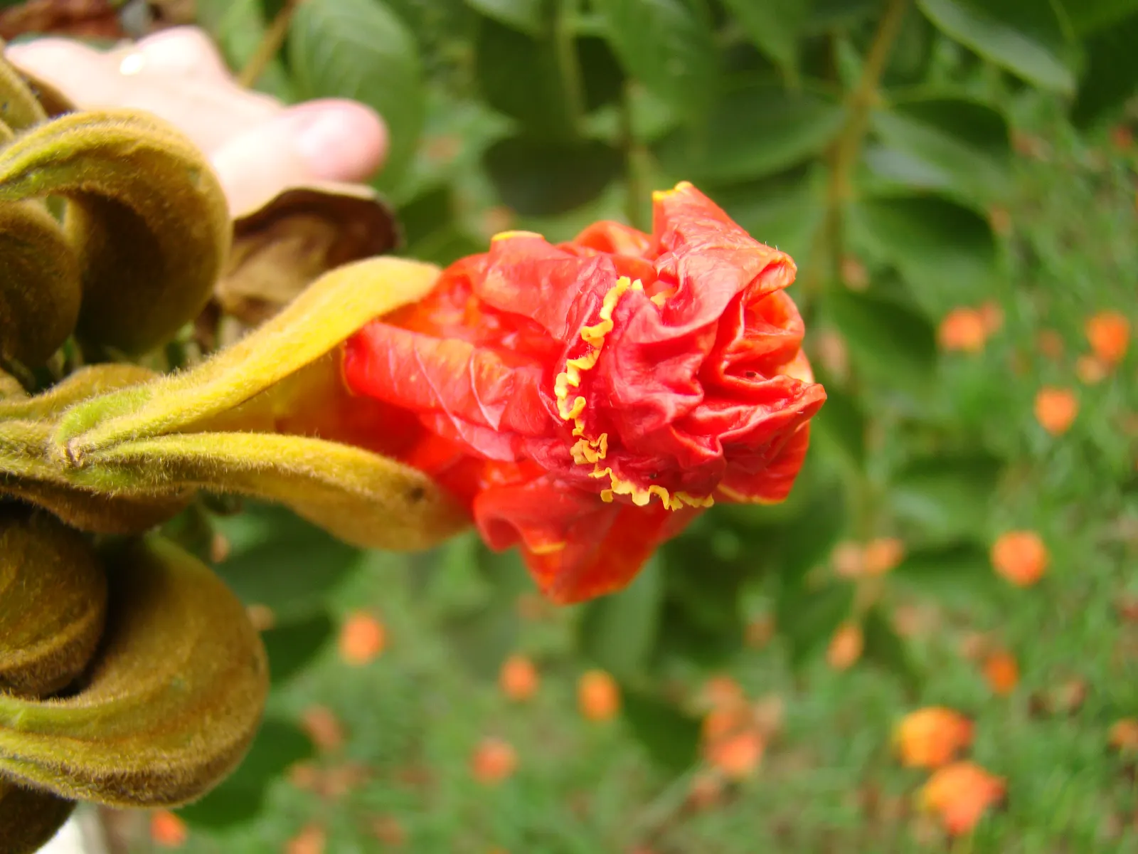 African Tulip Tree (Spathodea Campanulata) — With its fiery blooms and lush canopy; suitable for USDA zones 10 to 11, image 99