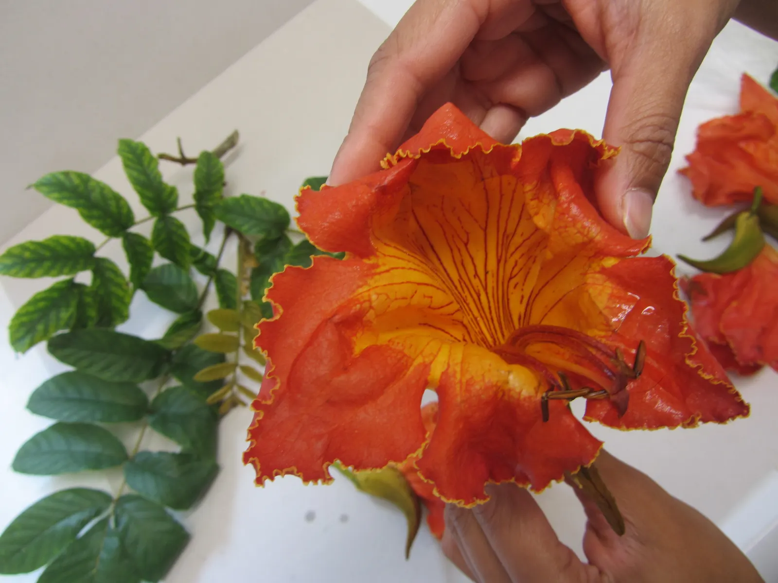 African Tulip Tree (Spathodea Campanulata) — it exhibits moderate drought tolerance.<br><br>When introducing the African Tulip Tree to clients; the African