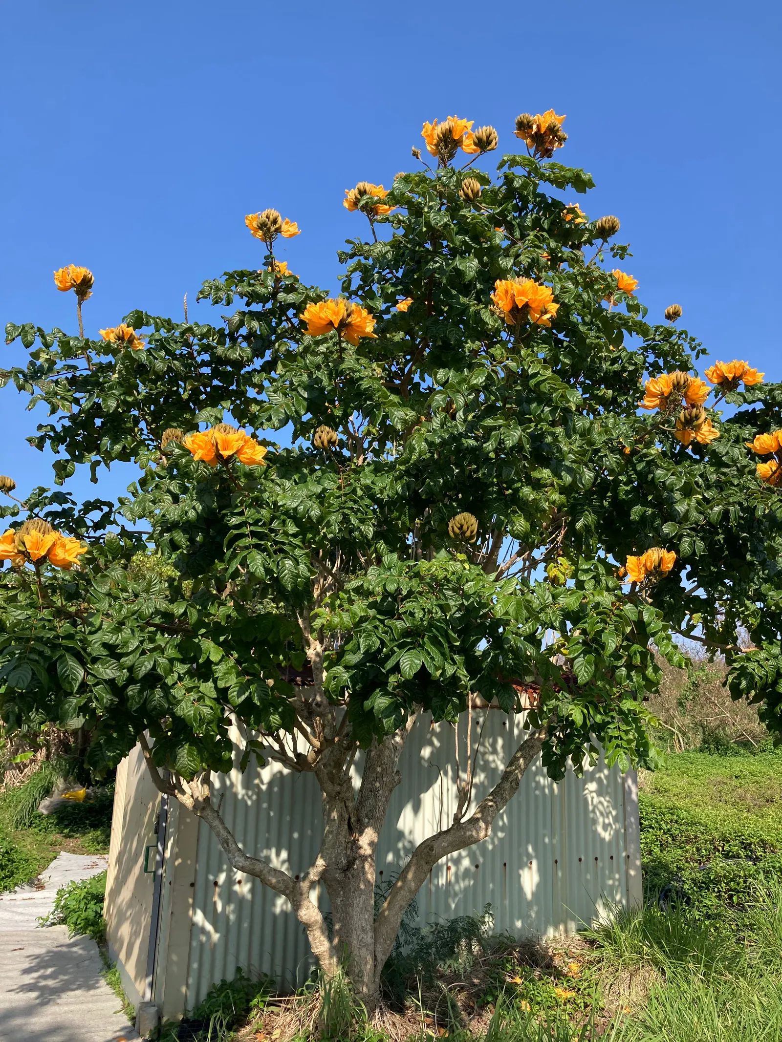 African Tulip Tree (Spathodea Campanulata) — glossy pinnate leaves that span 12 to 20 inches; blaze with color atop the dark green, image 87