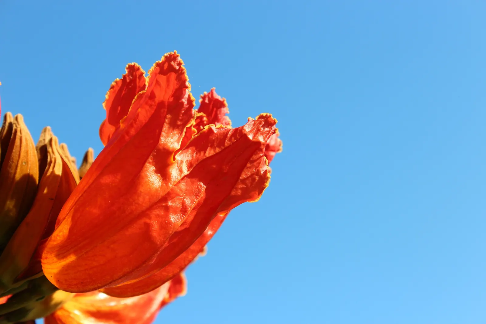 African Tulip Tree (Spathodea Campanulata) — glossy pinnate leaves that span 12 to 20 inches; blaze with color atop the dark green