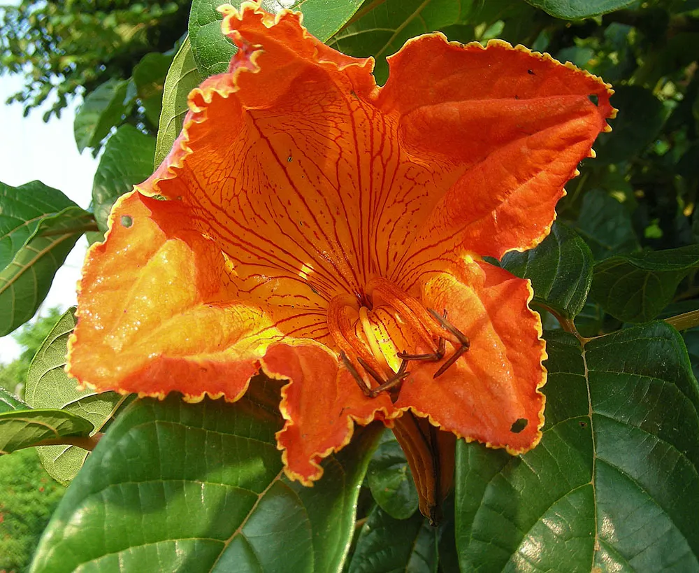 African Tulip Tree (Spathodea Campanulata) — Known for its fiery, tulip-shaped orange-red blooms, it flowers predominantly in warm months; rounded canopy make