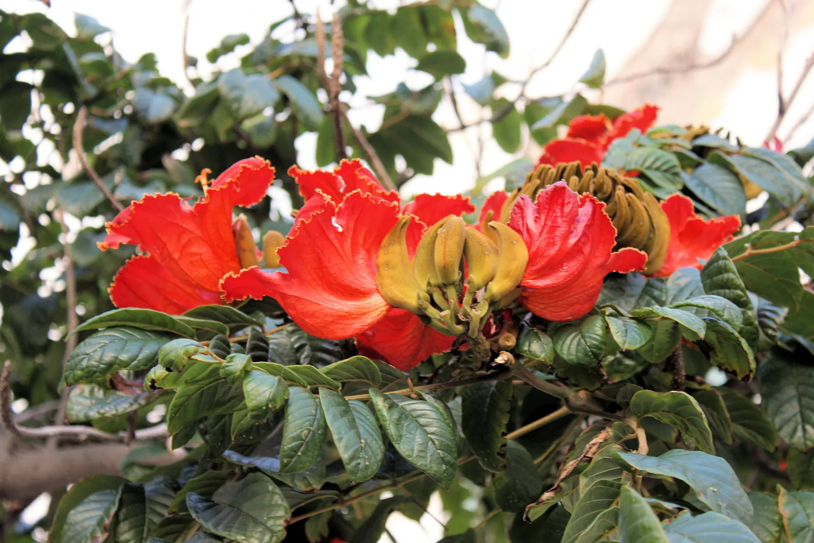 African Tulip Tree (Spathodea Campanulata) — Suitable for USDA zones 10 to 11; it exhibits moderate drought tolerance.<br><br>When introducing the, image 92