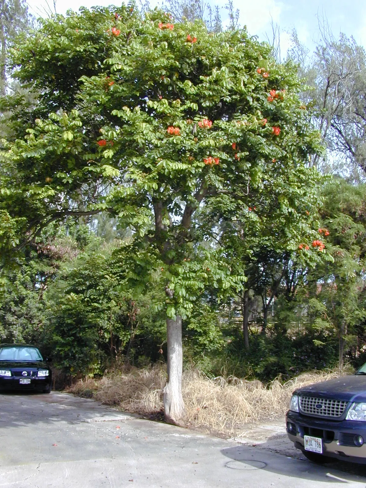 African Tulip Tree (Spathodea Campanulata) — it is a dramatic addition to any landscape