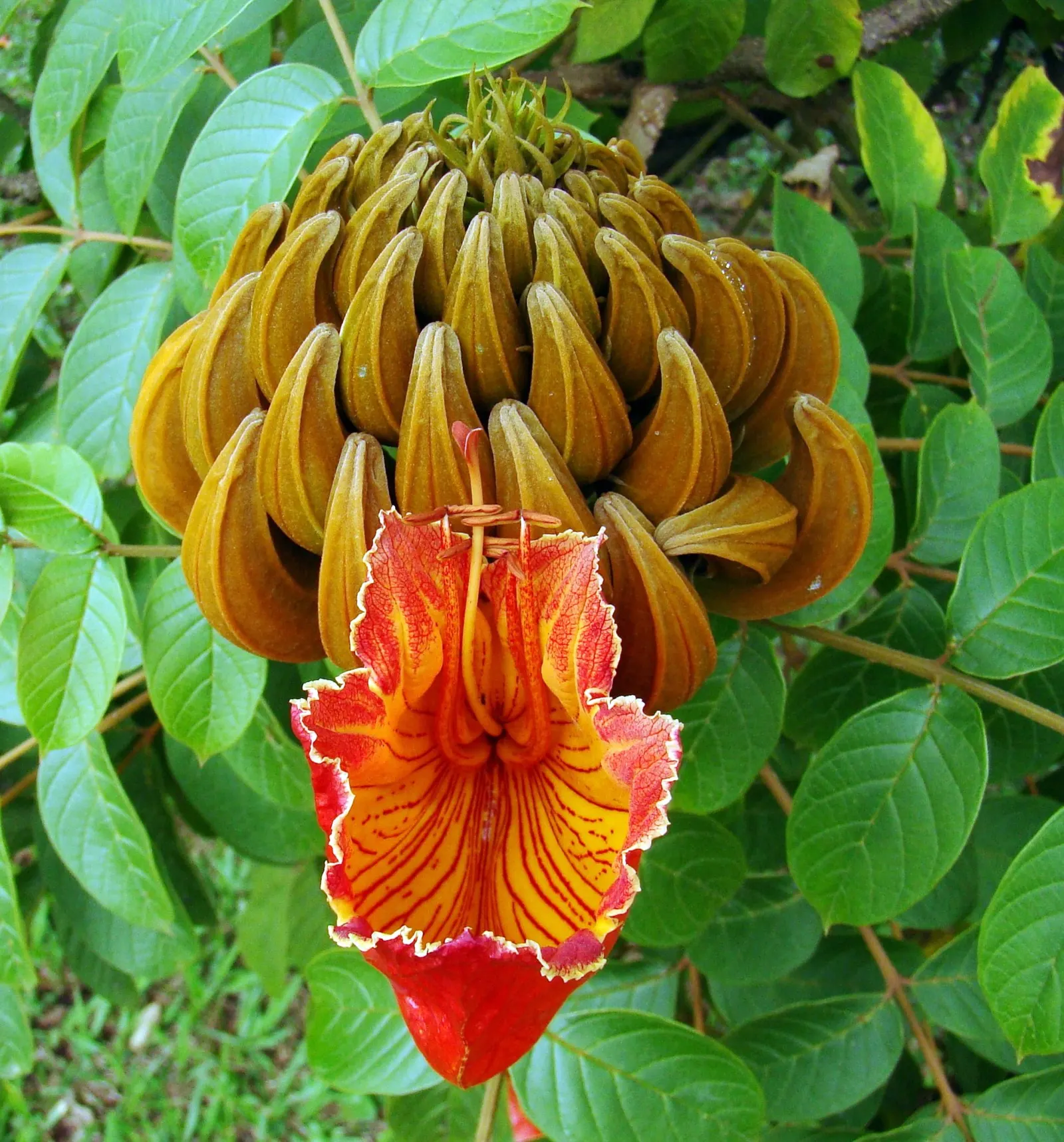 African Tulip Tree (Spathodea Campanulata) — orange and red flowers in the garden; glossy pinnate leaves that span 12 to 20 inches
