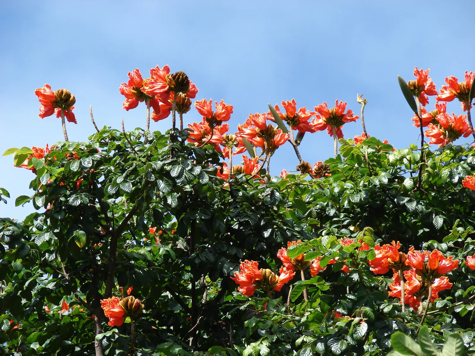 African Tulip Tree (Spathodea Campanulata) — glossy pinnate leaves that span 12 to 20 inches; blaze with color atop the dark green, image 113