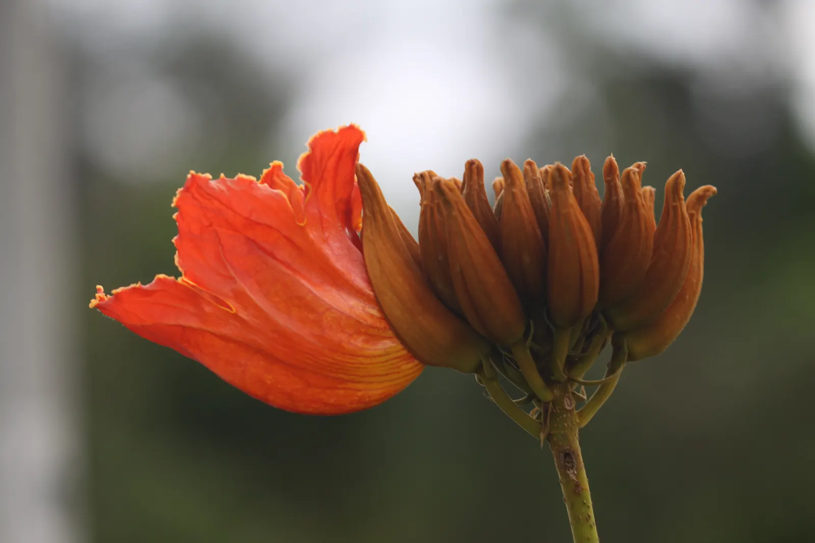 African Tulip Tree (Spathodea Campanulata) — blaze with color atop the dark green; evergreen tree reaching up to 80 feet tall with a spread of 50, image 112