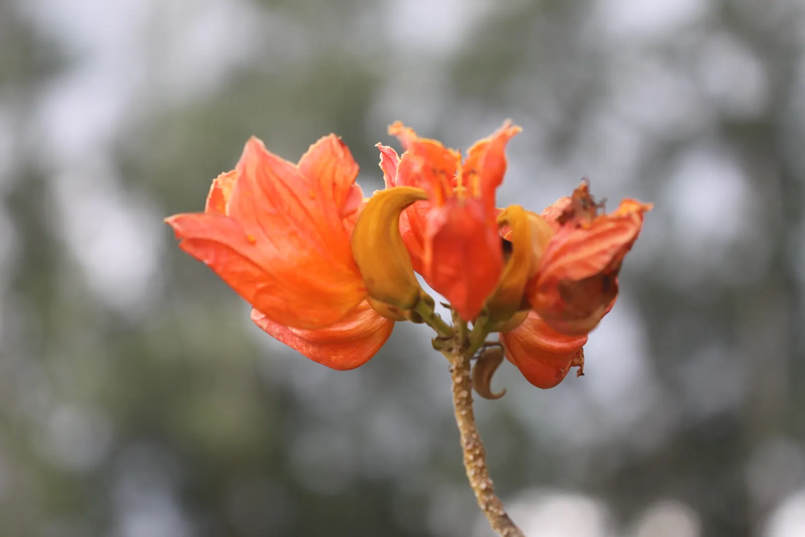 African Tulip Tree (Spathodea Campanulata) — Caution is advised as it can be invasive and its large roots may disrupt nearby structures; tree with orange and
