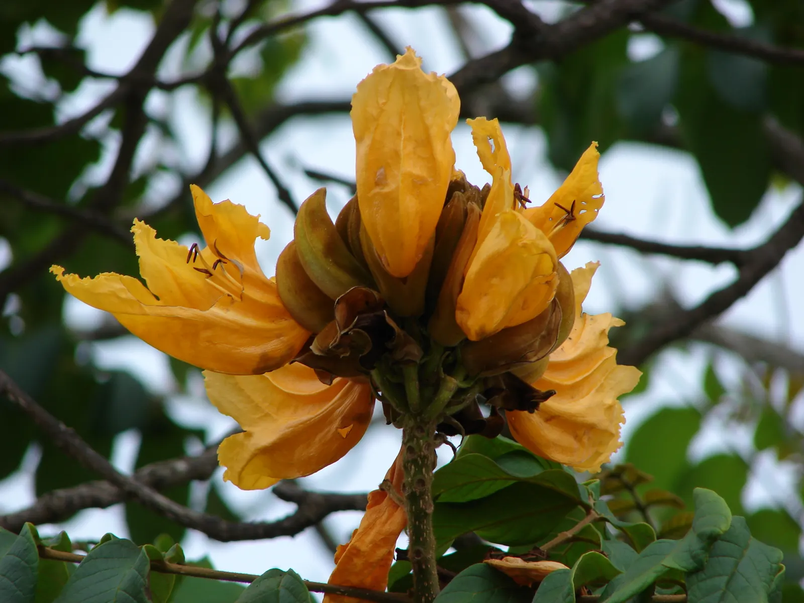 African Tulip Tree (Spathodea Campanulata) — it exhibits moderate drought tolerance.<br><br>When introducing the African Tulip Tree to clients; the, image 95