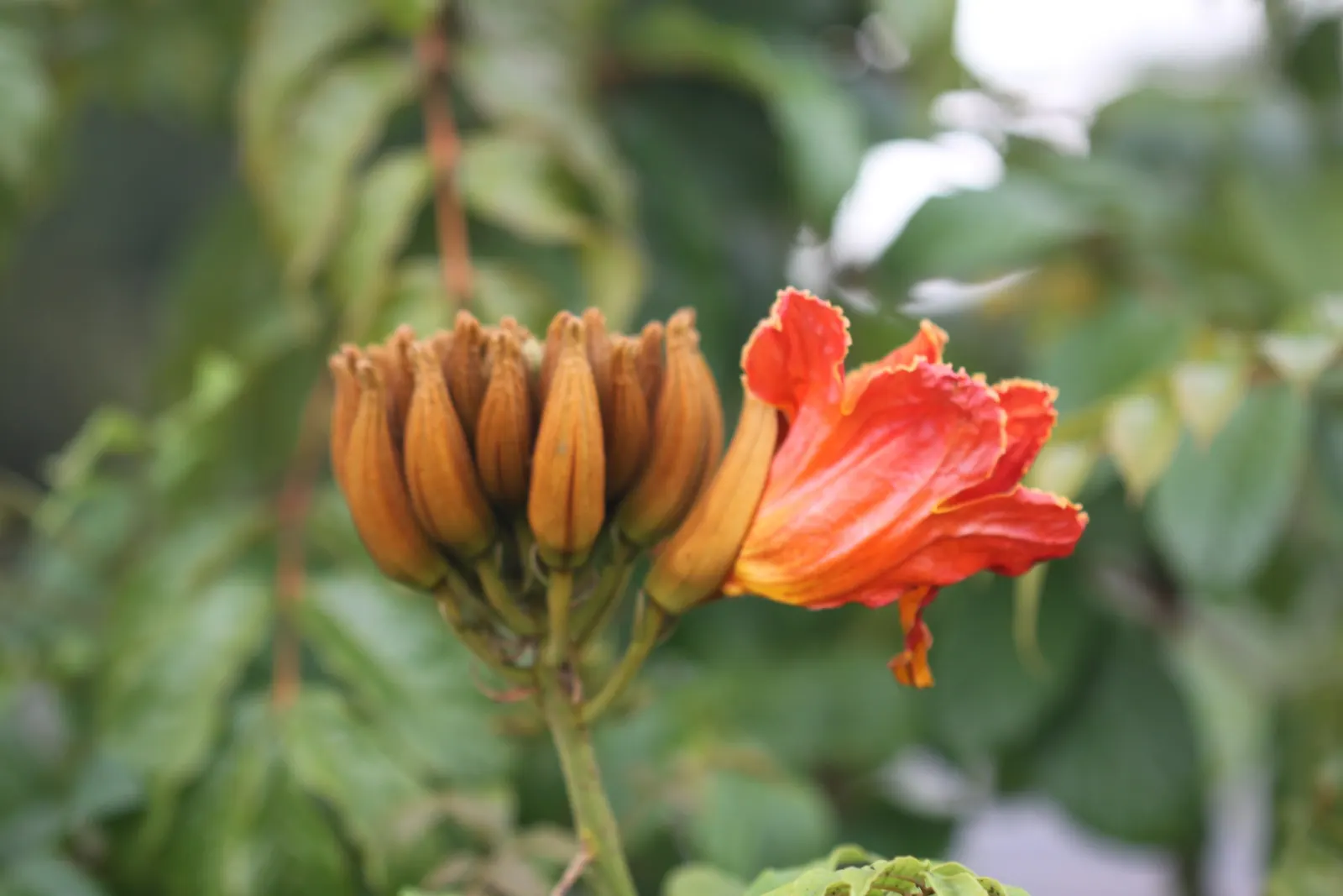 African Tulip Tree (Spathodea Campanulata) — emphasize its use as a focal point or shade tree in spacious gardens; note that while it offers, image 96
