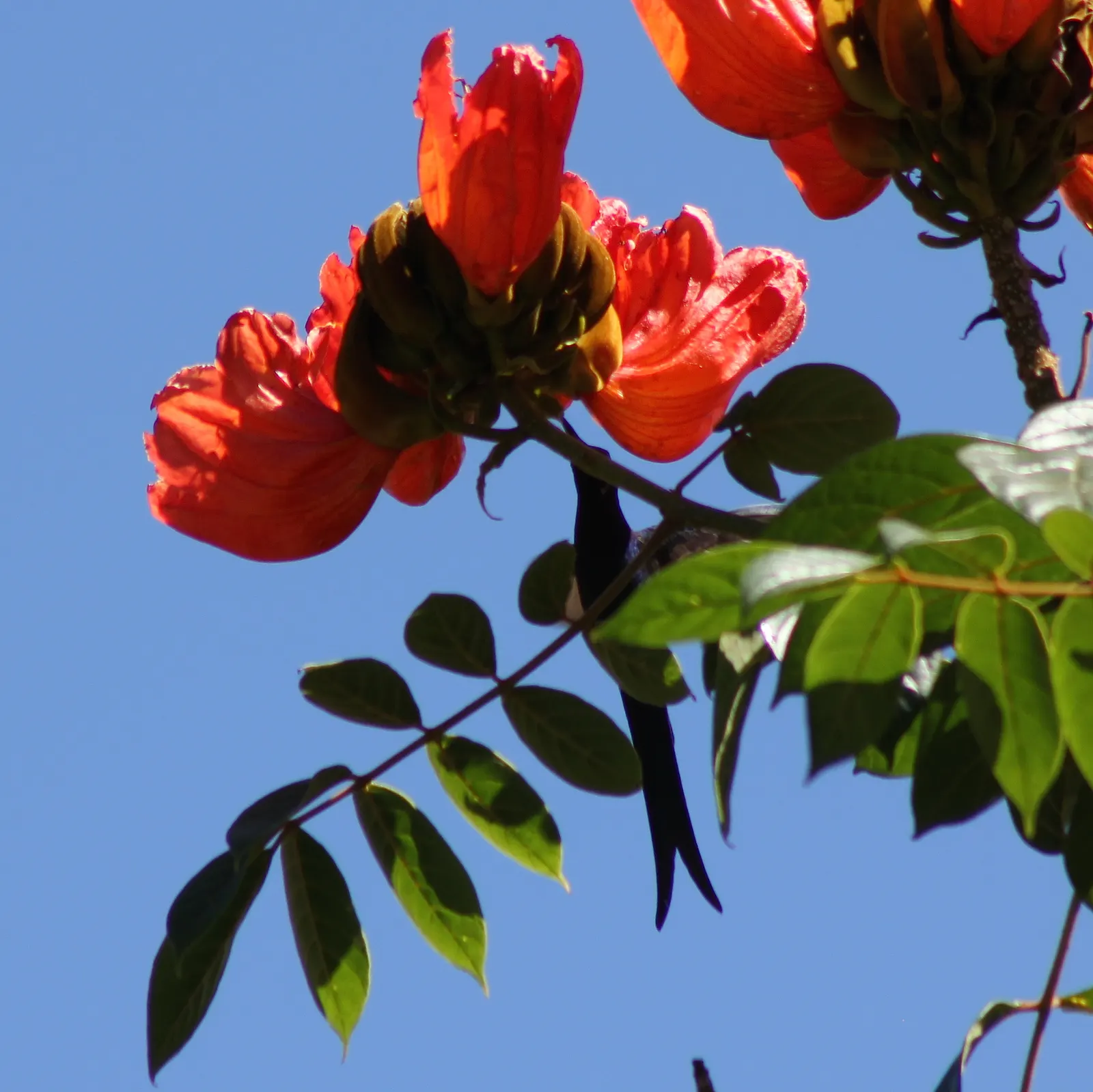 African Tulip Tree (Spathodea Campanulata) — which are typically 4 to 5 inches in length; be aware of any local restrictions on planting this, image 59
