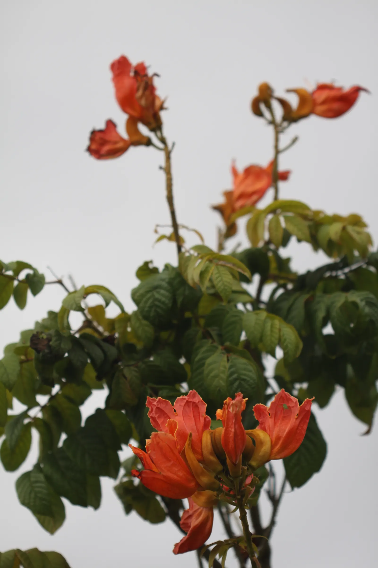 African Tulip Tree (Spathodea Campanulata) — With its fiery blooms and lush canopy