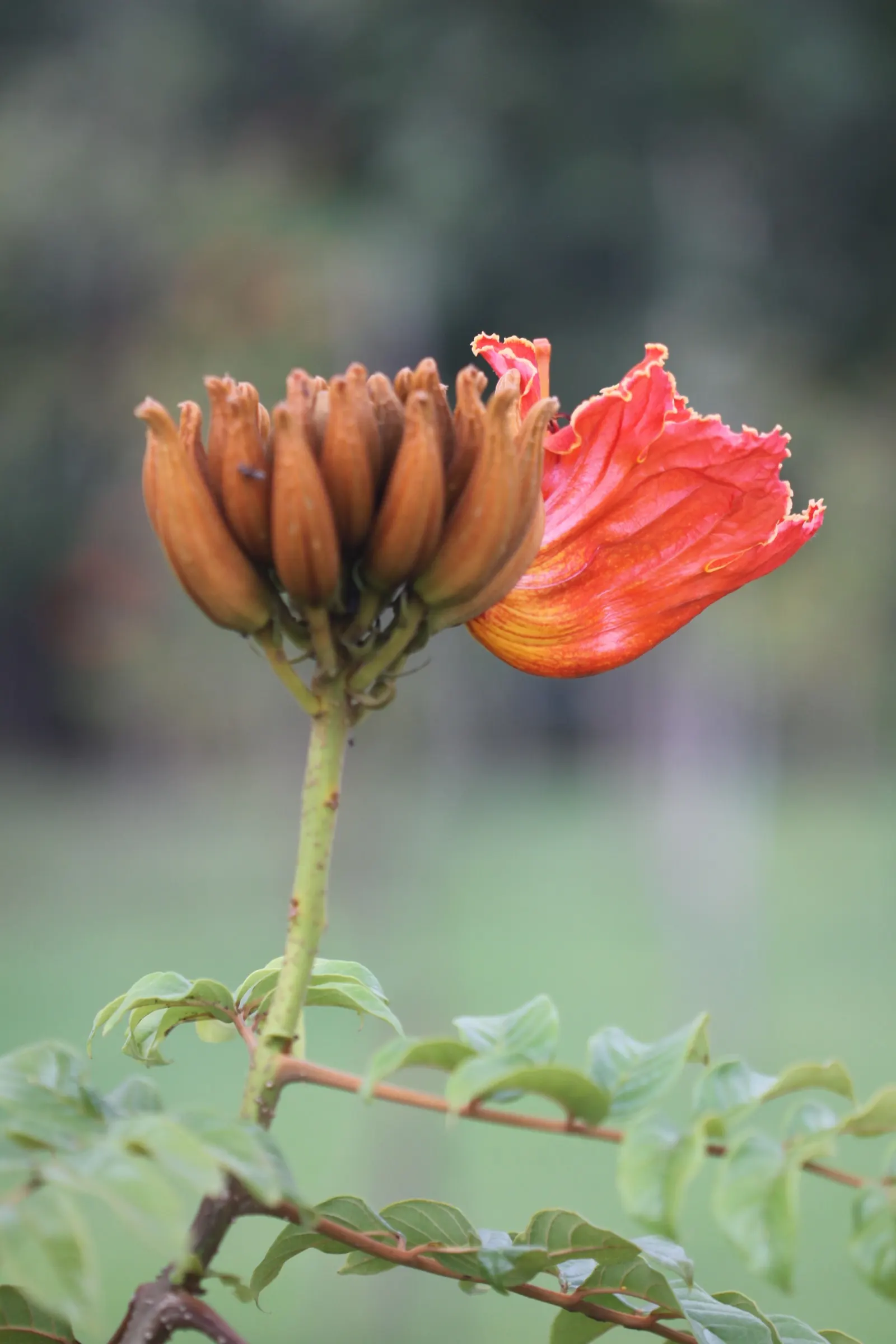African Tulip Tree (Spathodea Campanulata) — Caution is advised as it can be invasive and its large roots may disrupt nearby structures