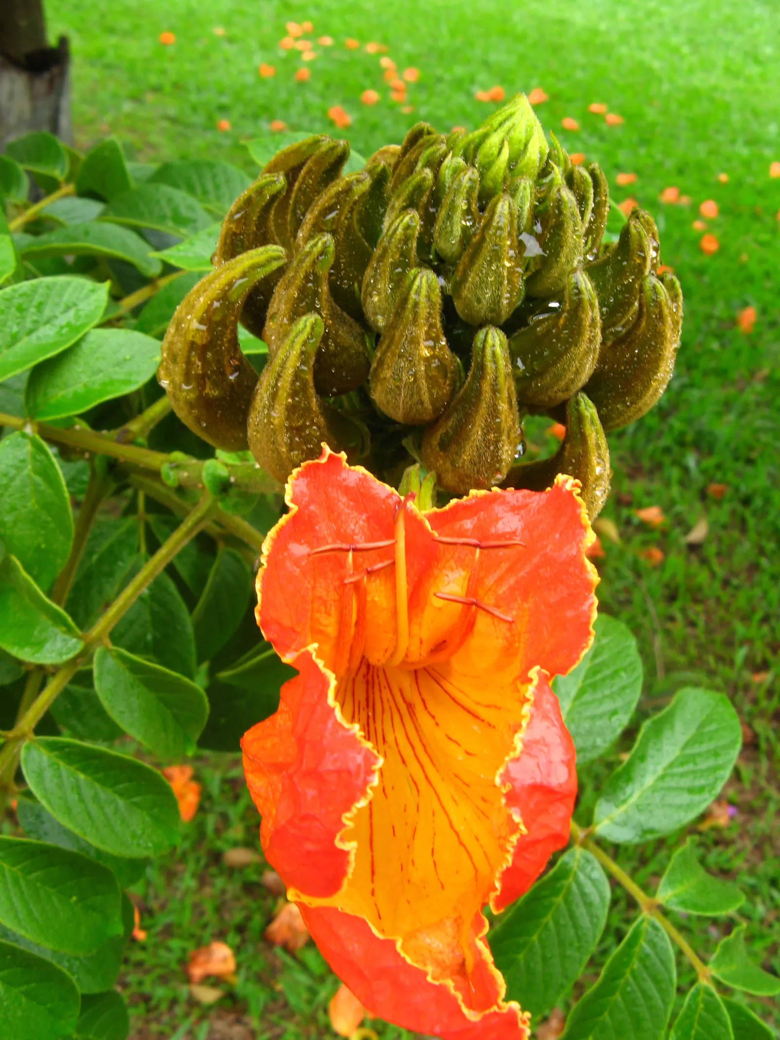 African Tulip Tree (Spathodea Campanulata) — rounded canopy make it an eye-catching specimen in any landscape.<br><br>In designing landscapes; it, image 63