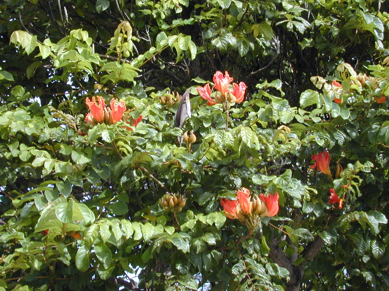 African Tulip Tree (Spathodea Campanulata) — tropical beauty renowned for its vibrant orange-red blossoms that resemble tulips; which has the, image 58