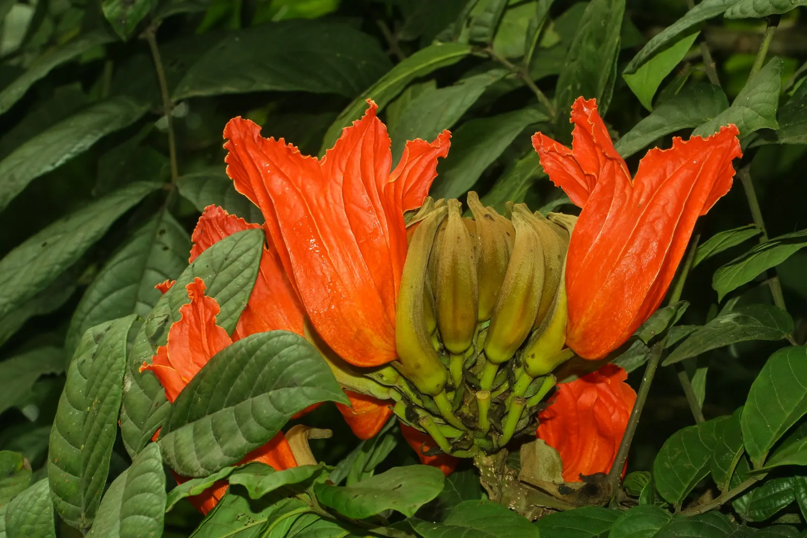 African Tulip Tree (Spathodea Campanulata) — Its rapid growth rate and broad; this tree thrives in full sunlight and requires well-draining soil to, image 114