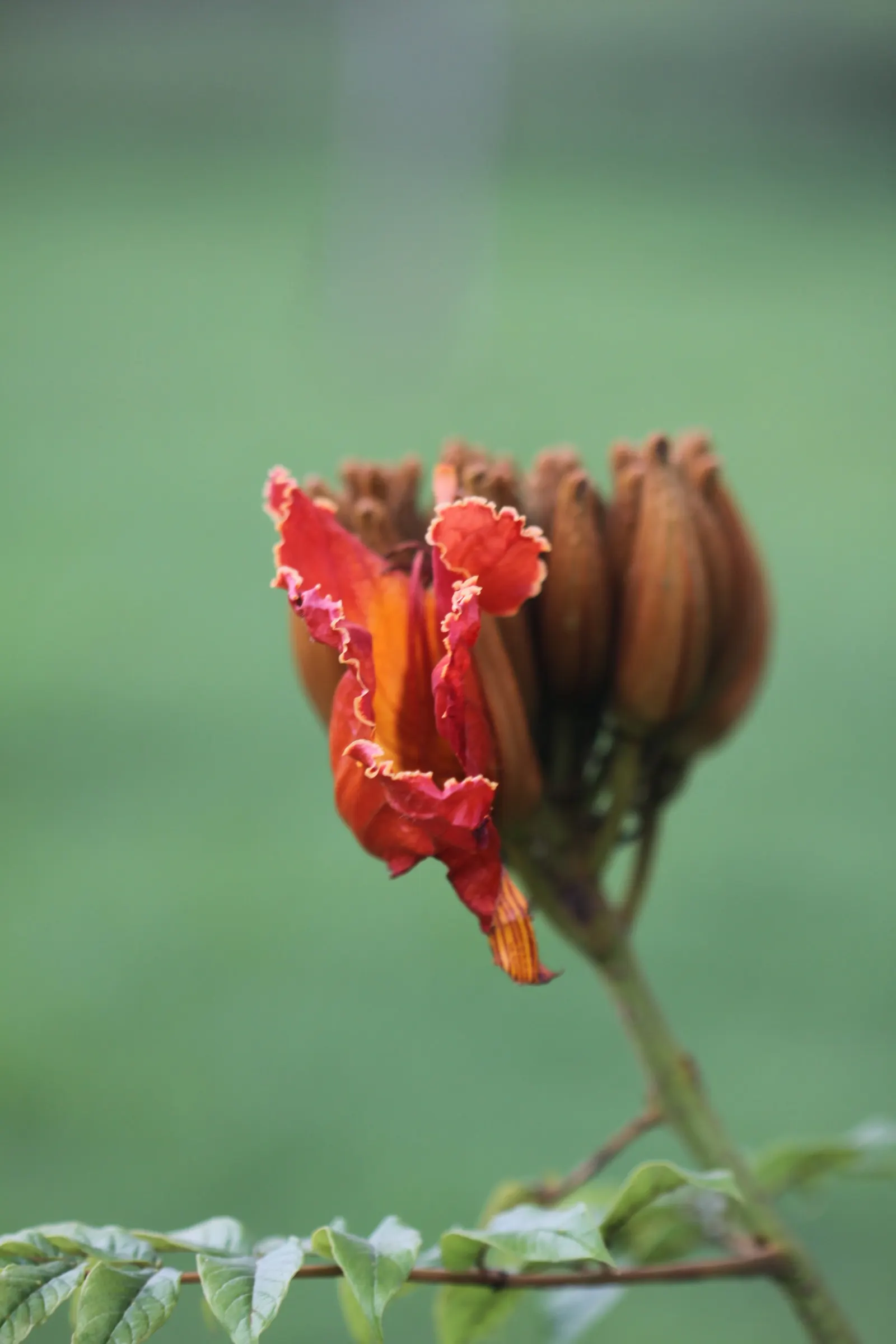 African Tulip Tree (Spathodea Campanulata) — tropical beauty renowned for its vibrant orange-red blossoms that resemble tulips
