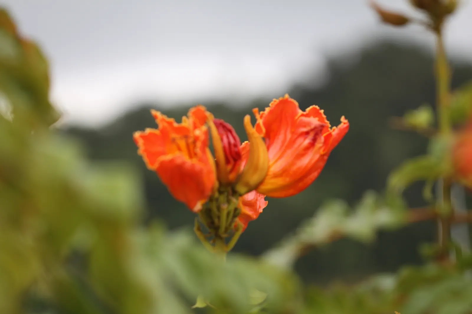 African Tulip Tree (Spathodea Campanulata) — Suitable for USDA zones 10 to 11; it exhibits moderate drought tolerance.<br><br>When introducing the, image 118