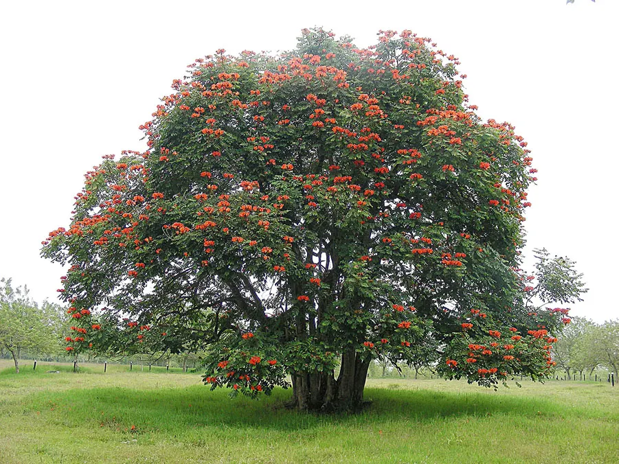 African Tulip Tree (Spathodea Campanulata) — glossy pinnate leaves that span 12 to 20 inches; blaze with color atop the dark green, image 61