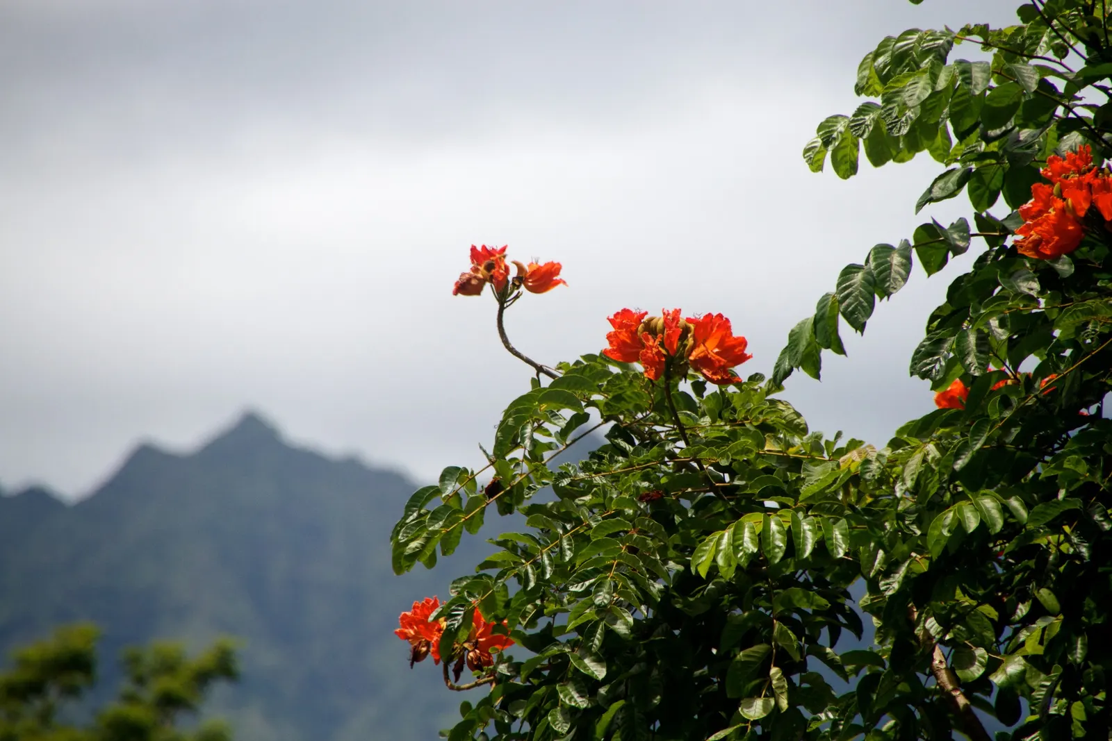African Tulip Tree (Spathodea Campanulata) — it is a dramatic addition to any landscape; with its fiery blooms and lush canopy