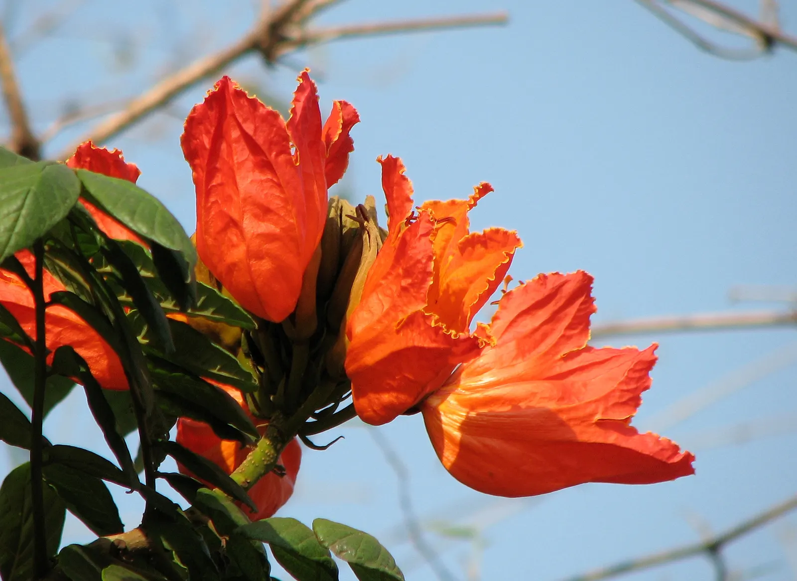 African Tulip Tree (Spathodea Campanulata) — Be aware of any local restrictions on planting this species