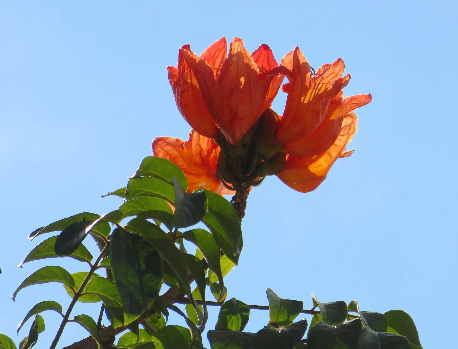 African Tulip Tree (Spathodea Campanulata) — Its rapid growth rate and broad; this tree thrives in full sunlight and requires well-draining soil to, image 62