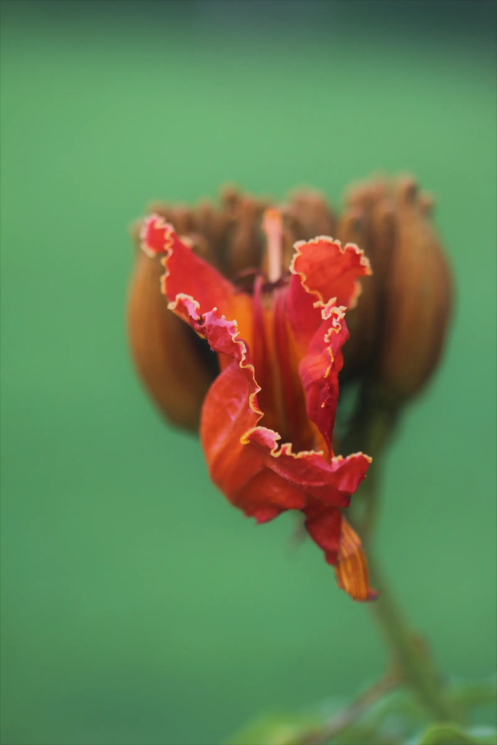 African Tulip Tree (Spathodea Campanulata) — Note that while it offers ornamental value, its invasive nature in some regions requires careful management; tree